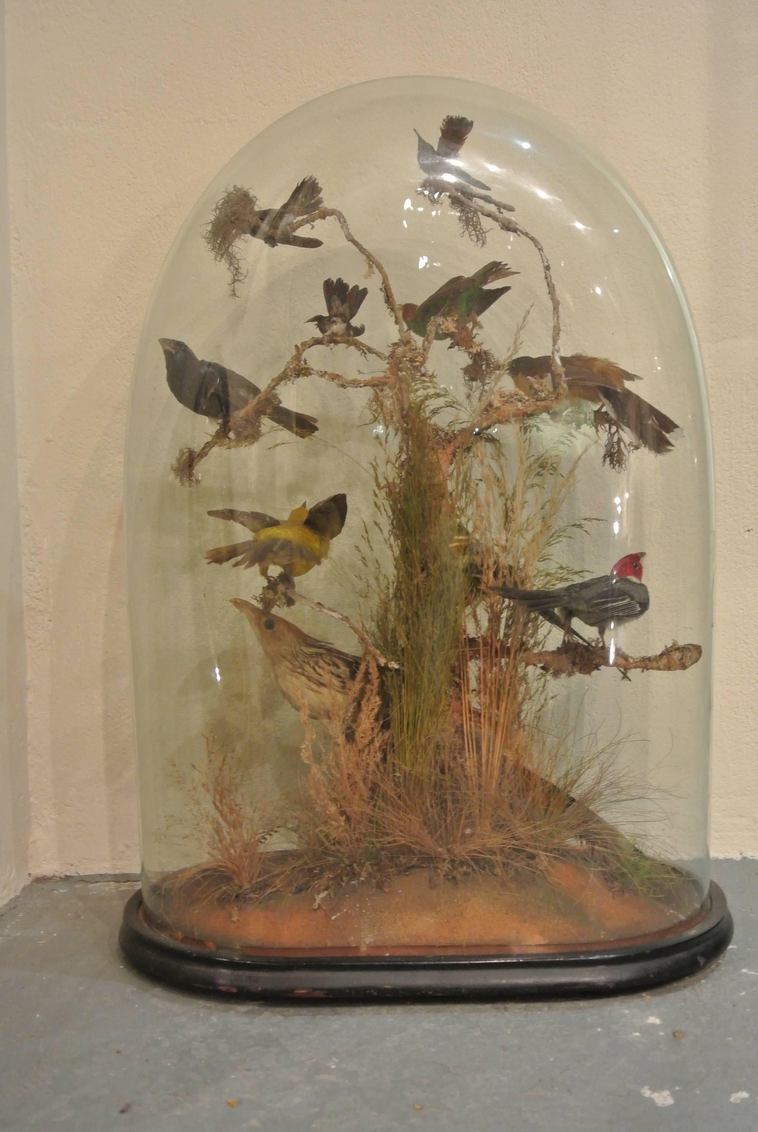 Glass 19th Century Collection of Tropical Birds
