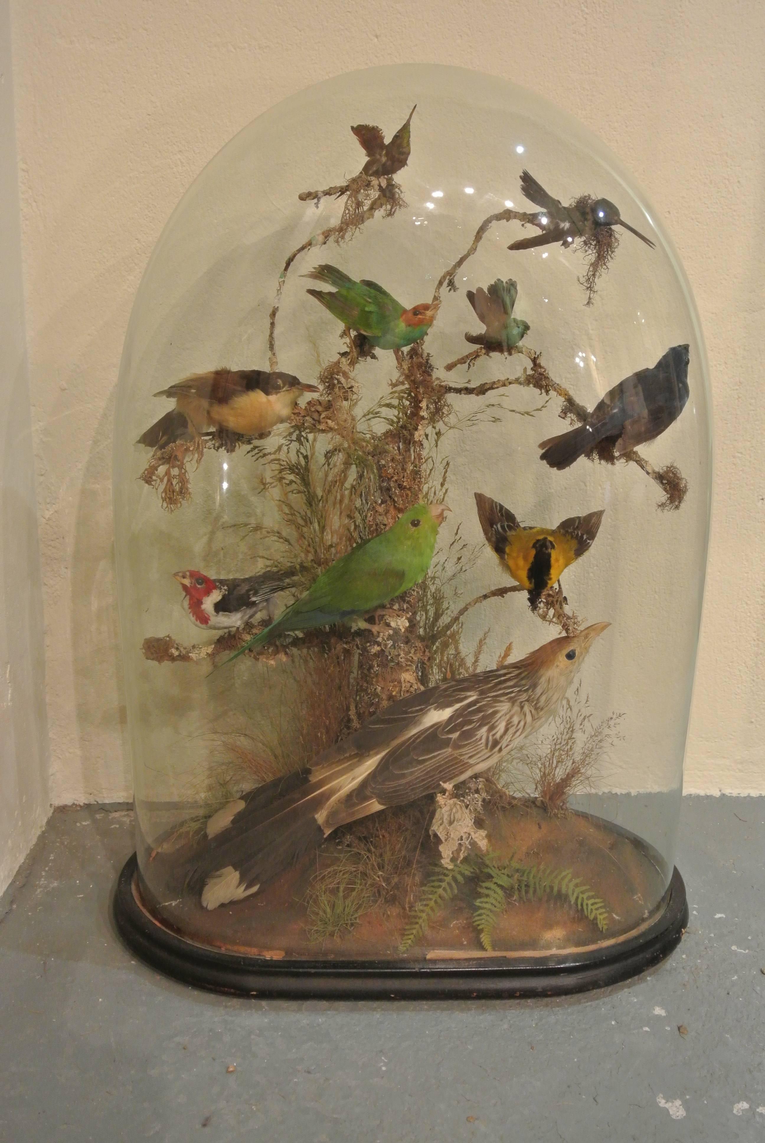 19th century collection of tropical birds under a dome in a naturalistic setting in excellent original condition.
    