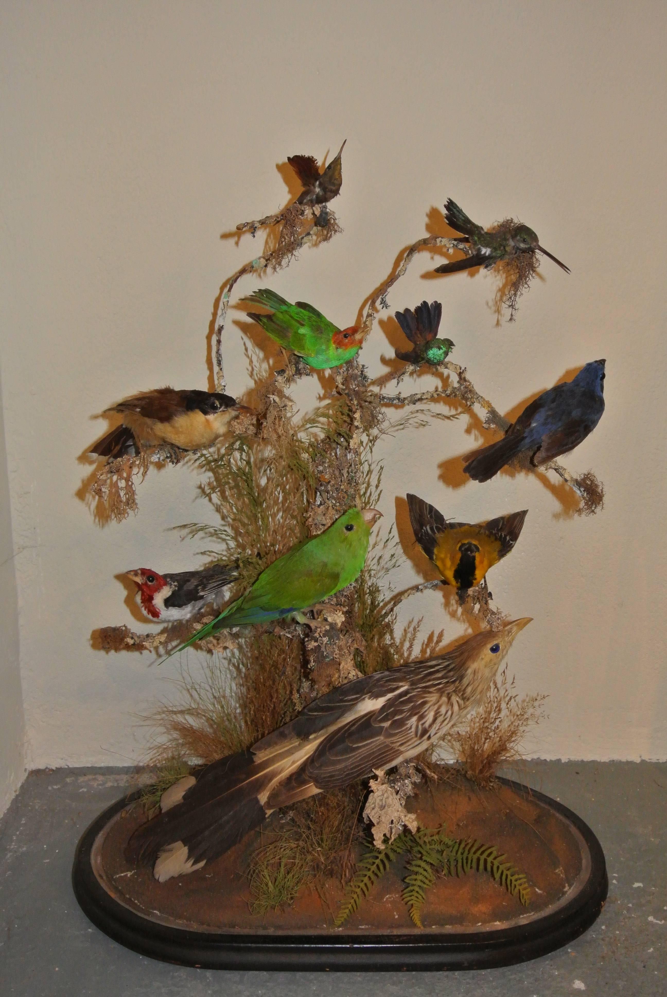 Victorian 19th Century Collection of Tropical Birds