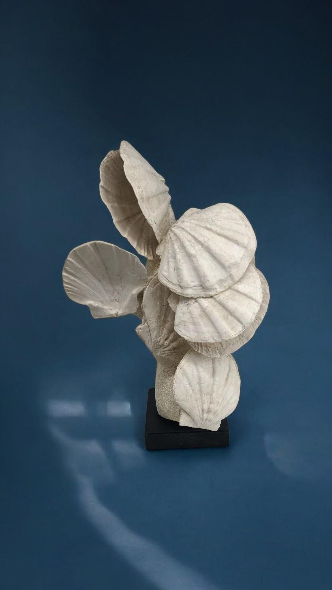 Calcare Fossile naturale di conchiglia pecten / capasanta, su supporto in legno personalizzato in vendita