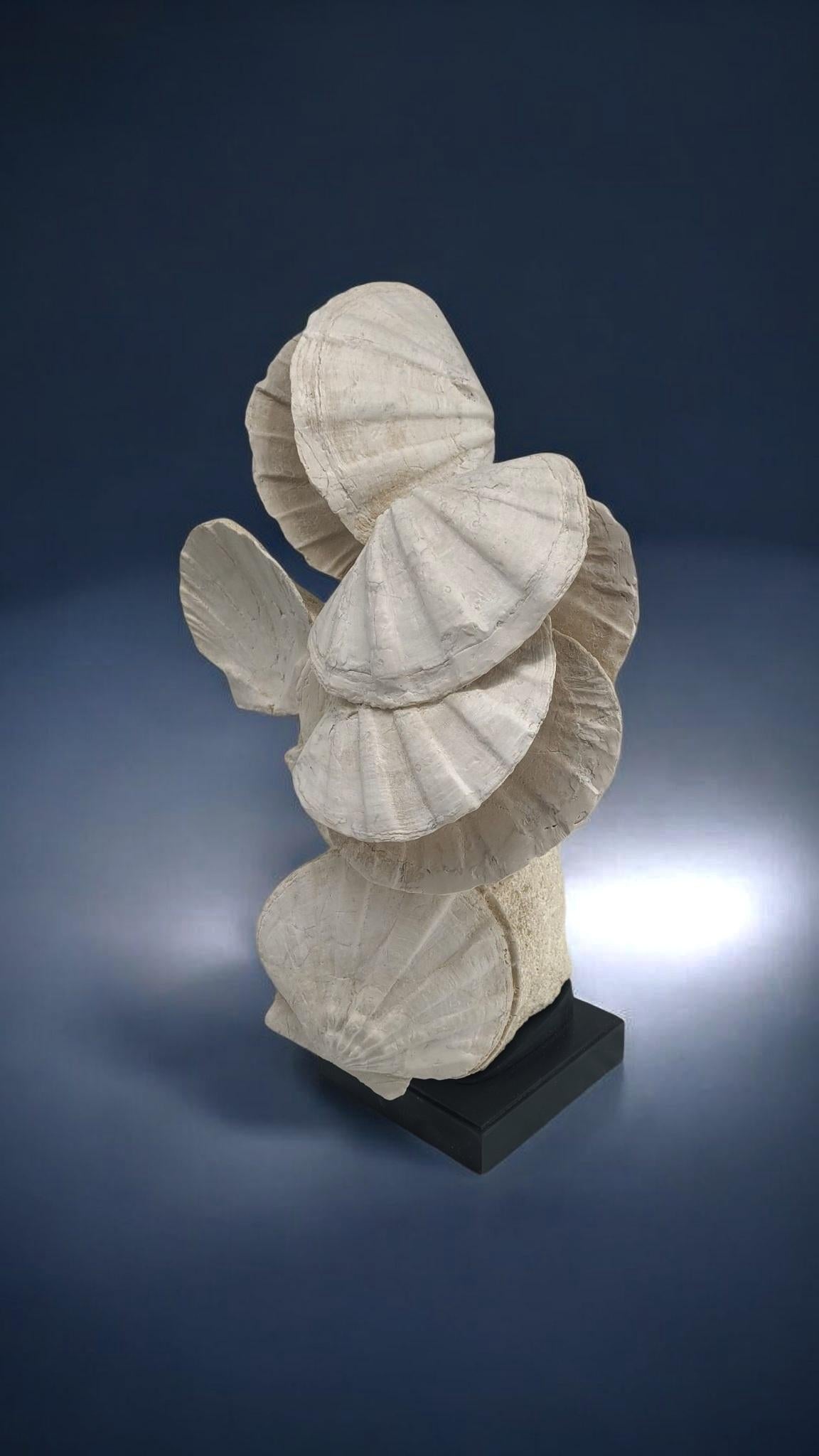 Fossile naturale di conchiglia pecten / capasanta, su supporto in legno personalizzato In condizioni Nuovo in vendita a MARSEILLE, FR