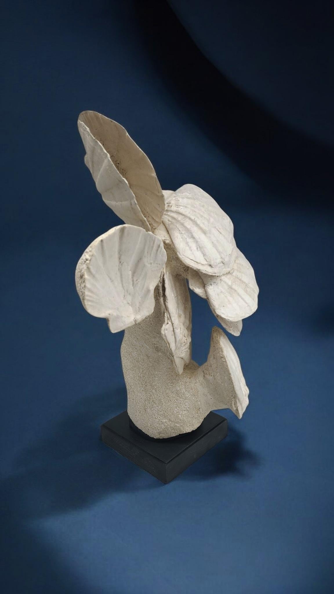 XXI secolo e contemporaneo Fossile naturale di conchiglia pecten / capasanta, su supporto in legno personalizzato in vendita