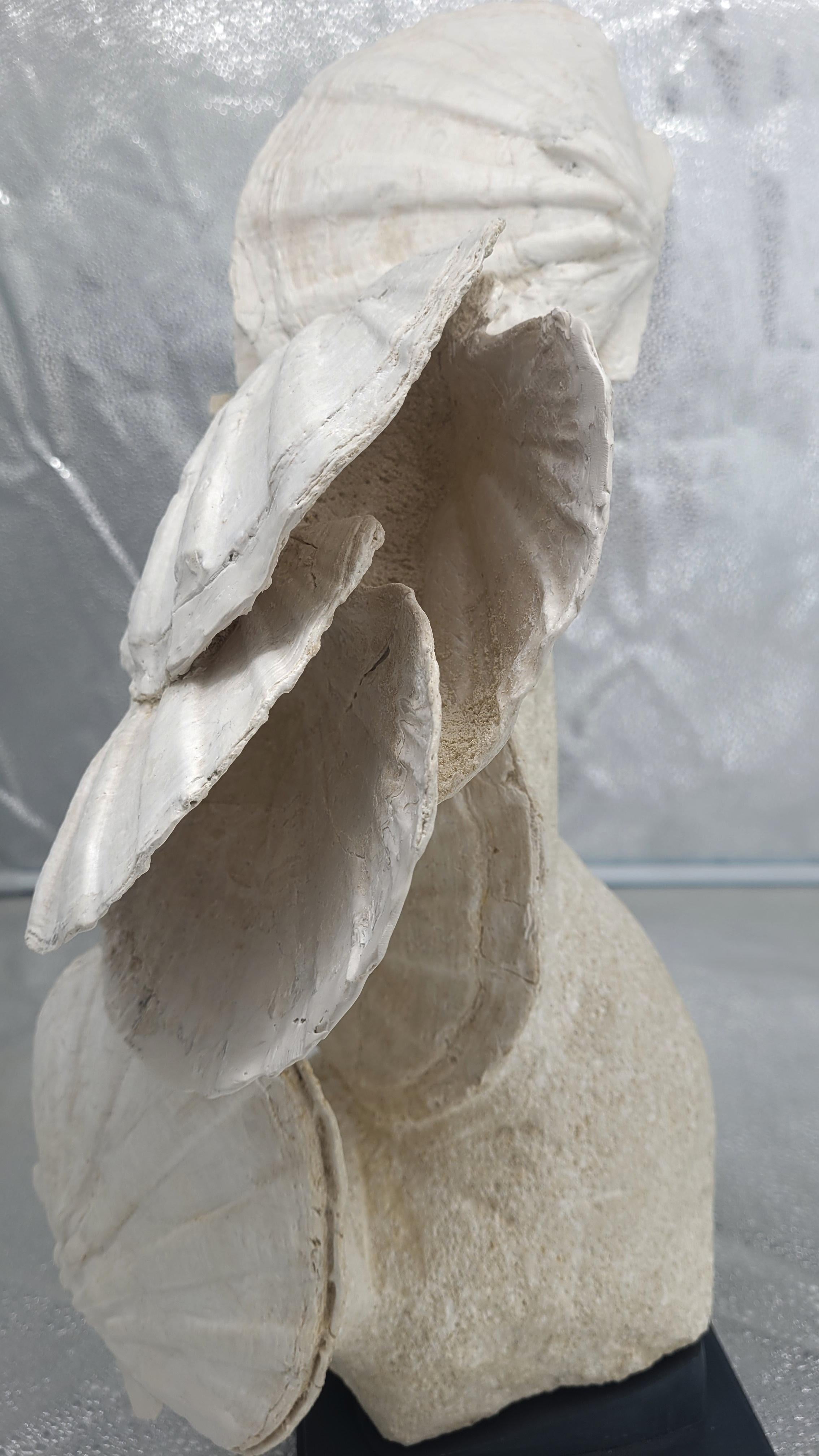Francese Fossile naturale di conchiglia pecten / capasanta, su supporto in legno personalizzato in vendita