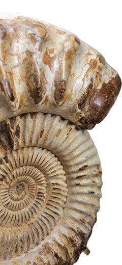Luxurious Pair of Ammonites from Madagascar, on brass custom stand