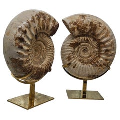 Luxurious Pair of Ammonites from Madagascar, on brass custom stand