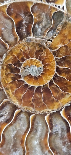 Cleoniceras ammonite from Madagascar cut in half, on custom steel stand