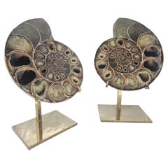 Desmoceras, cut and polished. On brass stand, from Madagascar