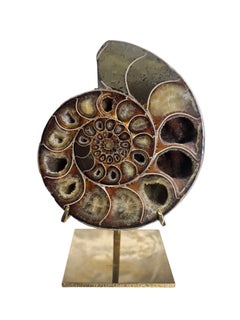 Desmoceras, cut and polished. On brass stand, from Madagascar