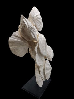 Natural Fossils shells : Gigantopecten Restitutensis. From France, -20 m. years