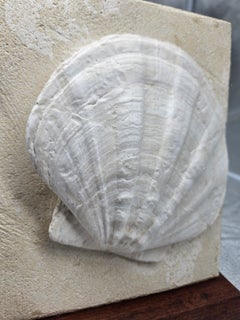 Superb Natural Fossil Sell from France, on wooden stand.