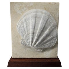 Superb Natural Fossil Sell from France, on wooden stand.