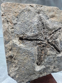 Starfish fossil from Morocco, on custom stand