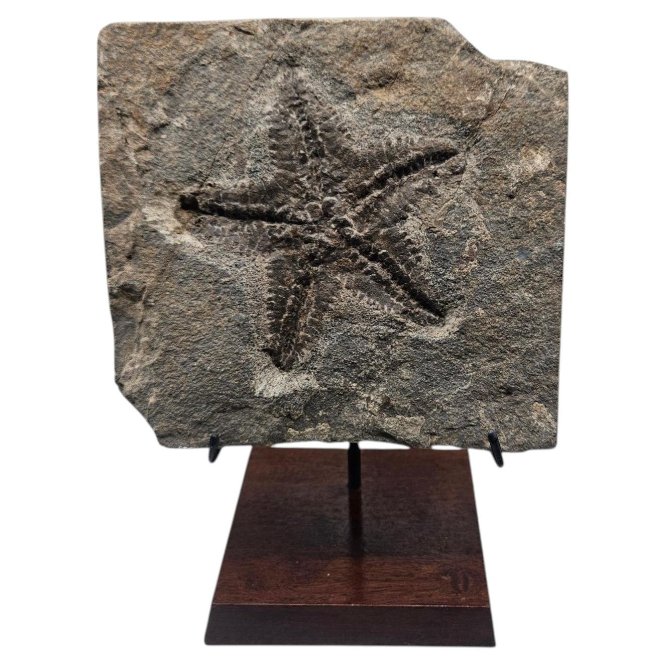 Starfish fossil from Morocco, on custom stand For Sale at 1stDibs