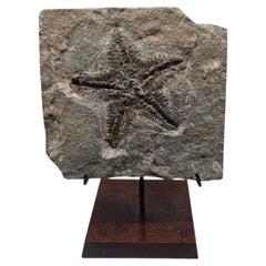 Starfish fossil from Morocco, on custom stand