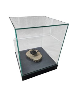 Seltenes und hochwertiges Trilobitenfossil: Dicranurus monstrosus. Glasvitrine