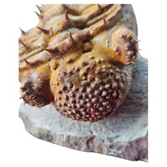 Extra großes Trilobitenfossil: Drotops armatus, hohe Qualität. Glasvitrine.