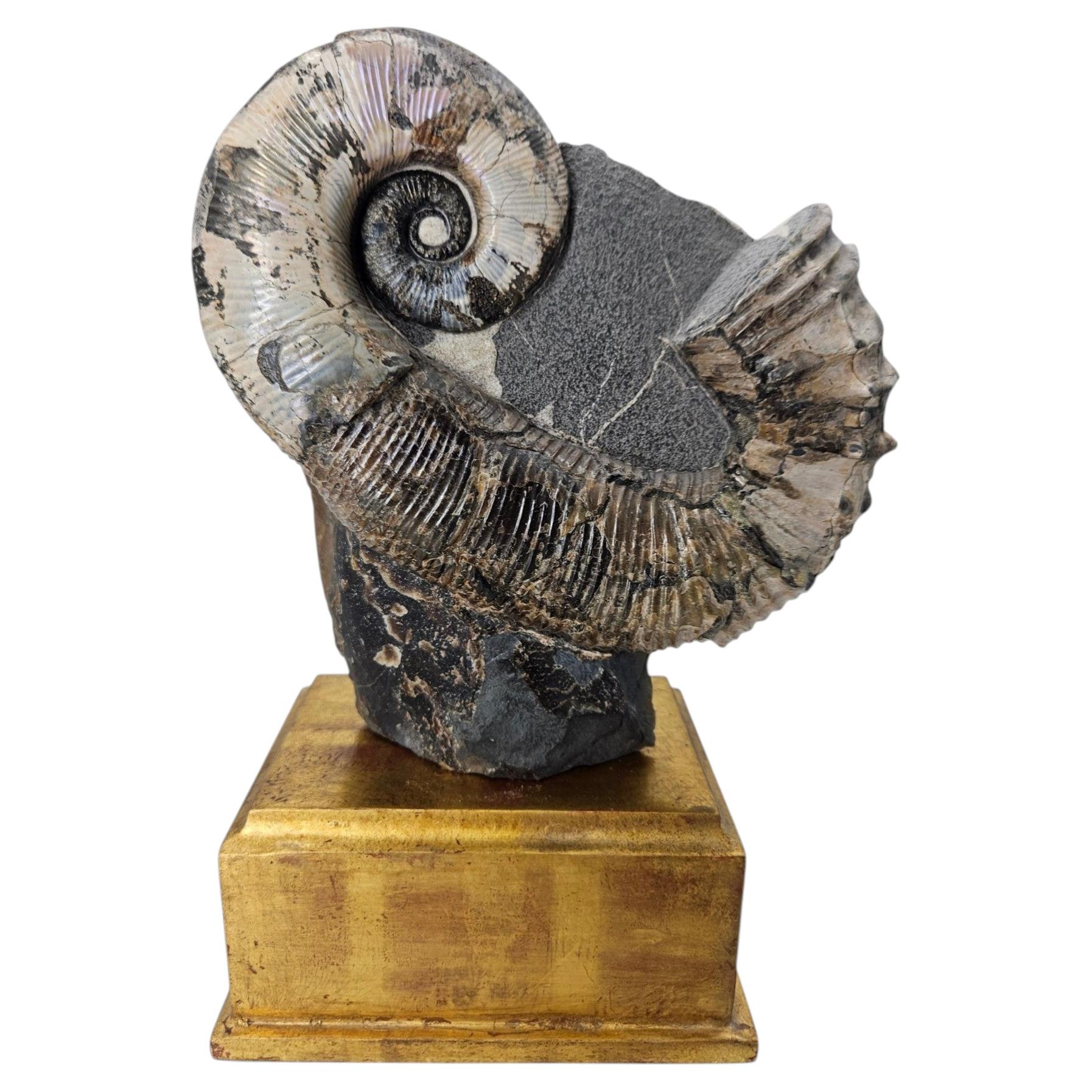 Are iridescent ammonites real?