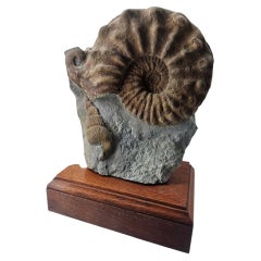 20 cm Museum-Grade Mortoniceras Ammonite with Rare Horn & Ostlingoceras