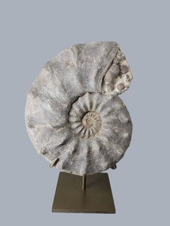 Grande ammonite (Gauthiericeras nouelianum) di qualità museale con r