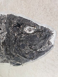 Large Phareodus Fossil Fish in Black Painted Oak Frame – Green River Formation