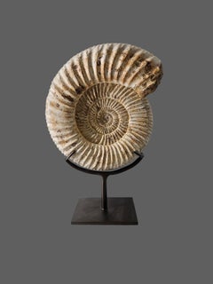 Spécimen d'ammonite Perisphinctes de 17 cm provenant de Madagascar.
