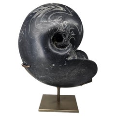 Massive Goniatites Ammonite from Morocco on bespoke steel stand