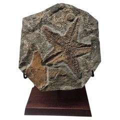 Ordovician Marine Fossil Slab featuring Petraster Starfish & Edrioasteroid