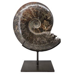 Large 11.4-Inch Polished Cleoniceras Ammonite Fossil on Custom Steel Stand