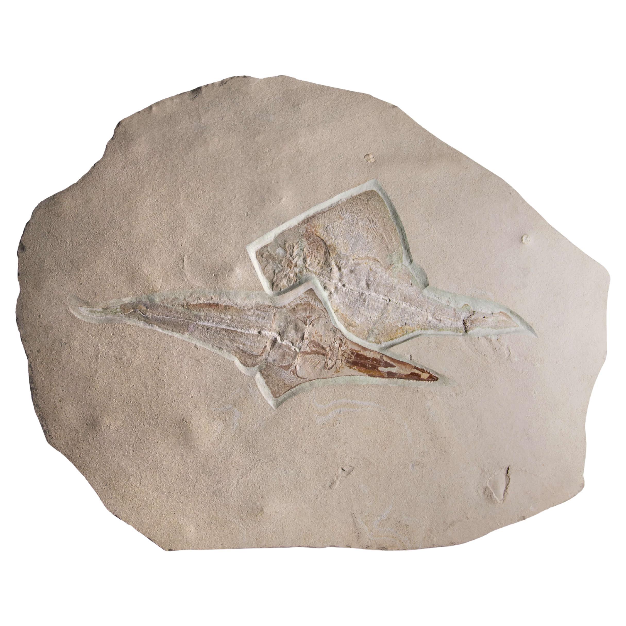 Fossil Ray Fish Rhinobatos Hakelensis & Sawfish Libanopritis Hiram 1M Slab