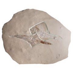 Fossil Ray Fish Rhinobatos Hakelensis & Sawfish Libanopritis Hiram 1M Slab
