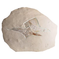 Fossil Ray Fish Rhinobatos Hakelensis & Sawfish Libanopritis Hiram 1M Slab
