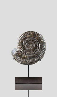 Hildoceras Yorkshire, Angleterre Ammonite et Stand en bronze