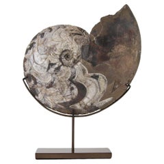 Goniatita Manticoceras sobre soporte de bronce