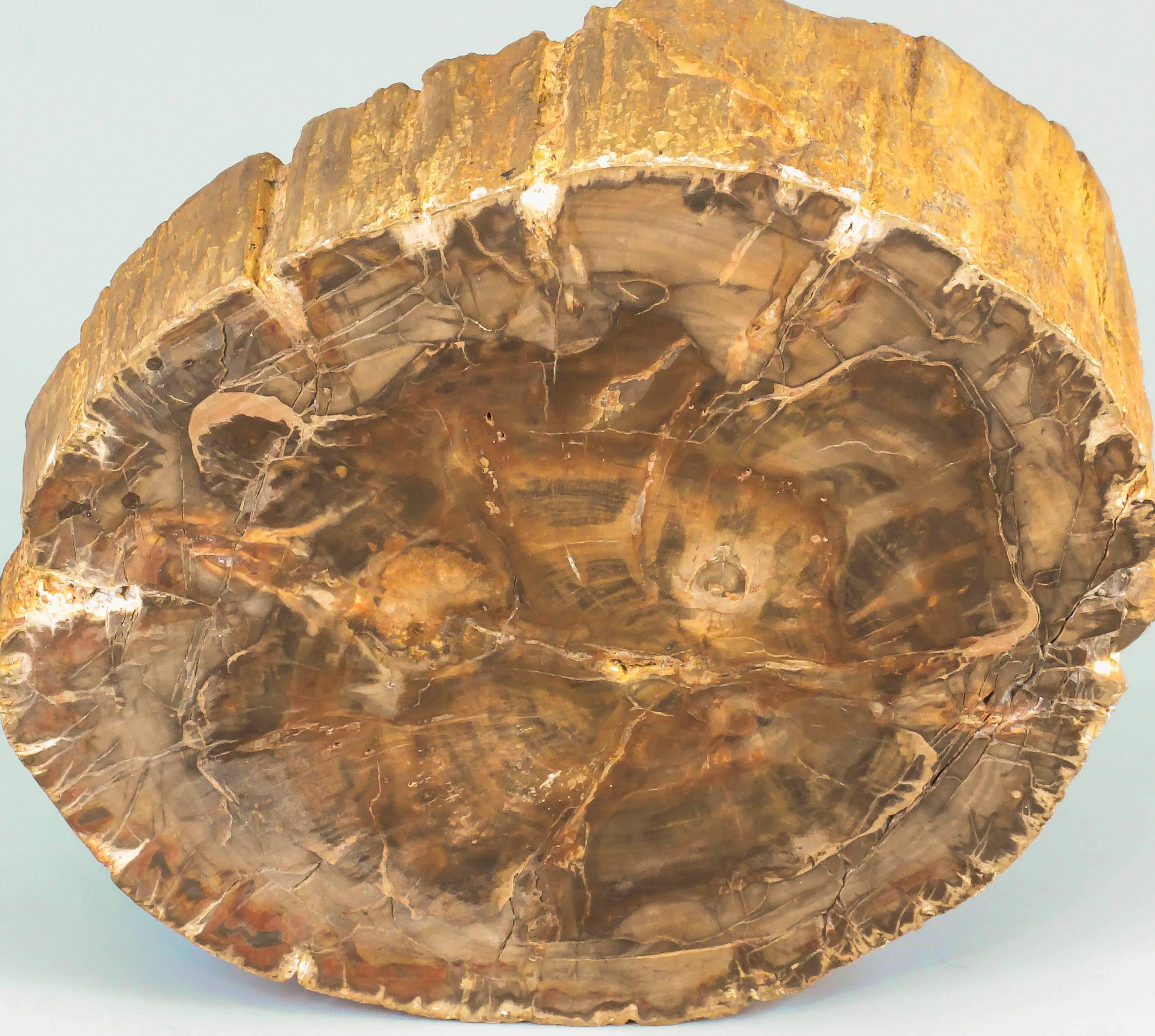gold in petrified wood