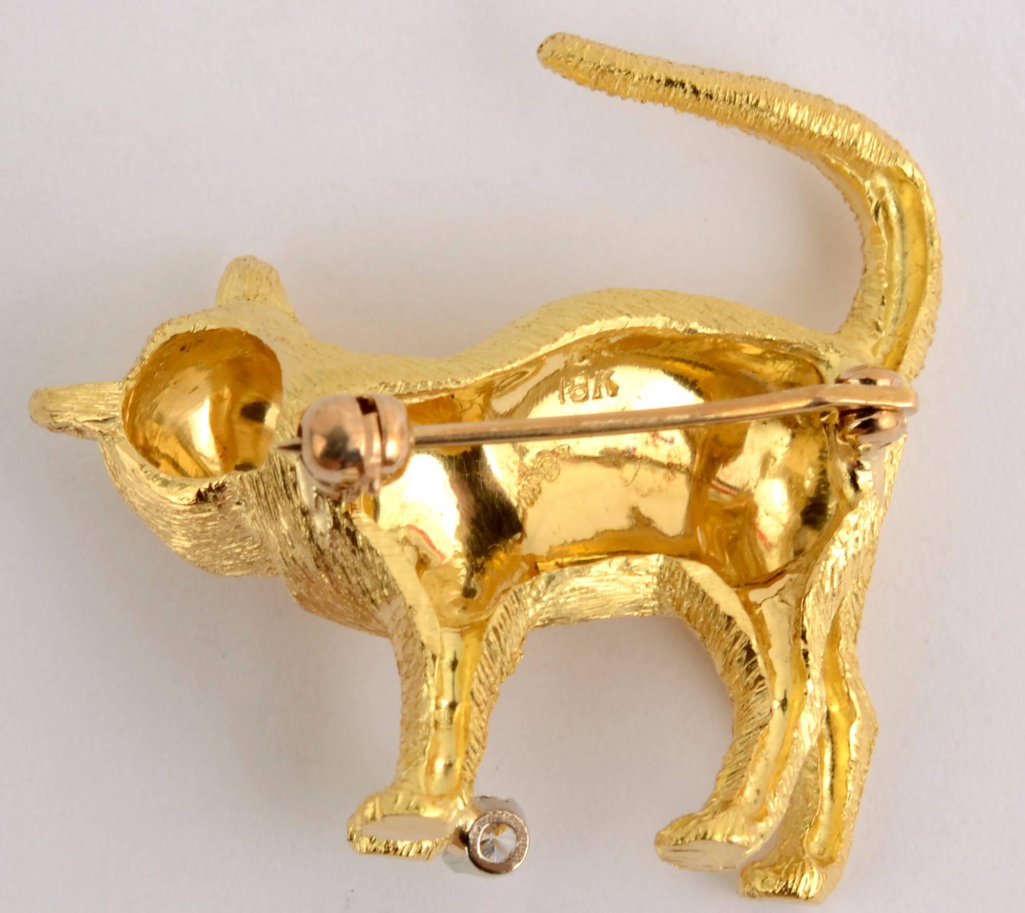 drakes cat