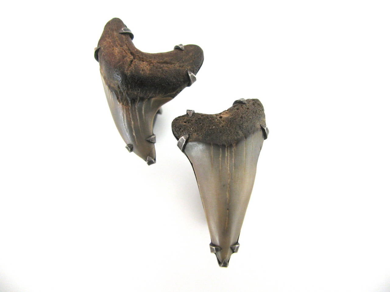A groovy pair of prehistoric sharks-tooth cufflinks. The 1 1/2