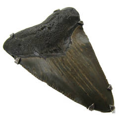 An Ancient Megalodon Sharks-tooth Pendant