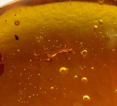 Amazing Fossil Mating Insects in Amber