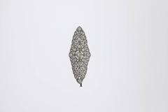 1920s Stunning French Diamond Platinum Brooch