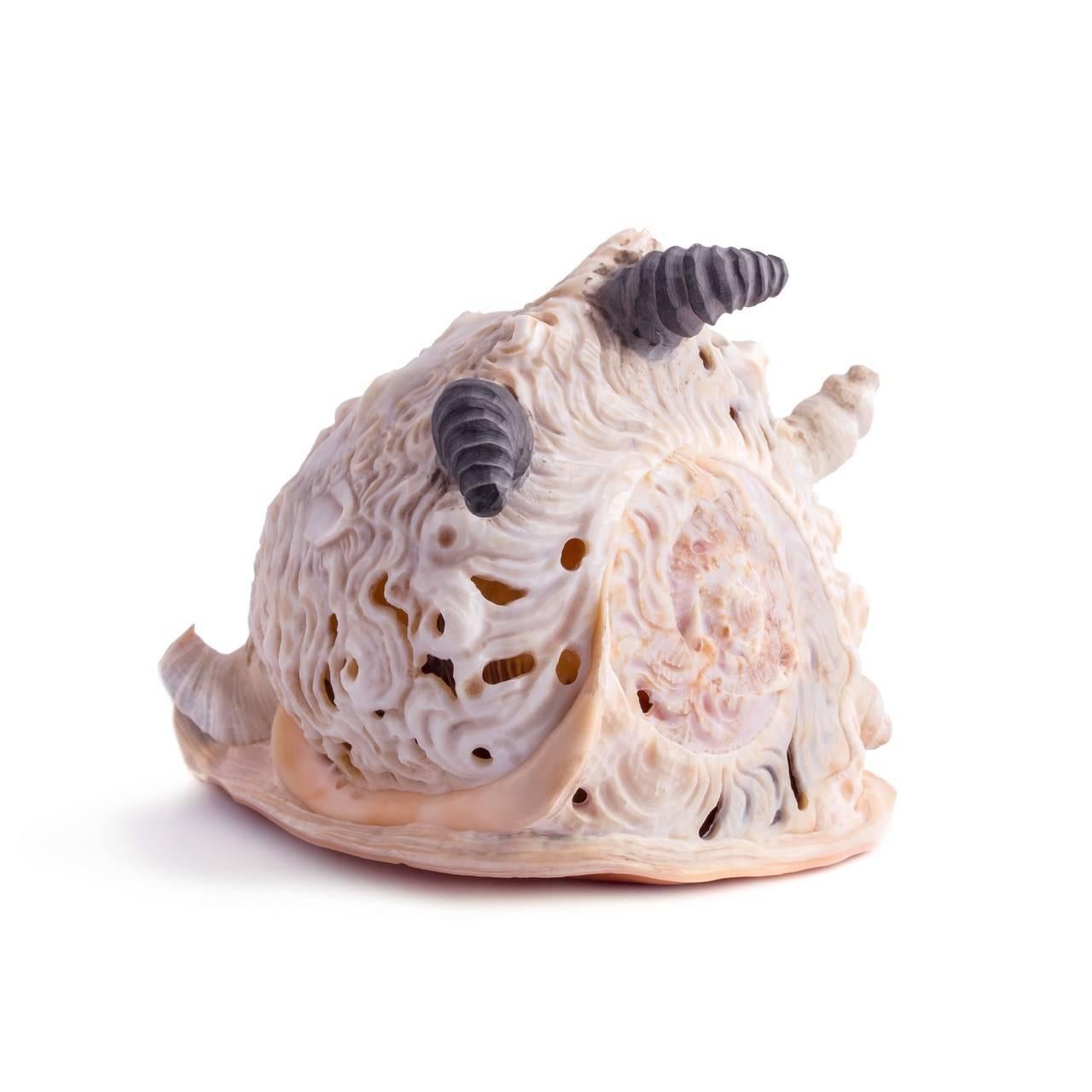 Amedeo Collezione One of a Kind Hand-Carved Sardonyx Shell In New Condition In New York, NY