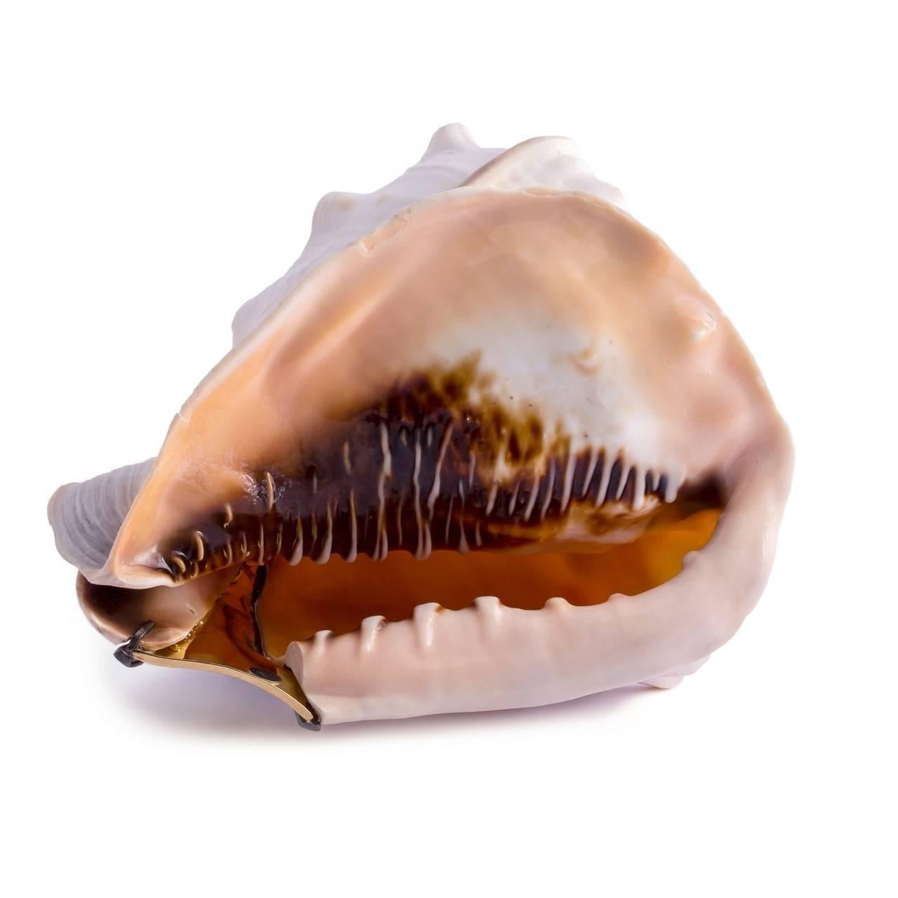 Amedeo Cerniera One of a Kind Hand-Carved Sardonyx Shell For Sale 1