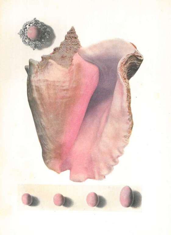 This scarce book dating from 1908, is by two noted experts in the field and is now a rare and important work of reference on the history of the pearl and the pearling industry, with over one hundred illustrations - some of which are in colour