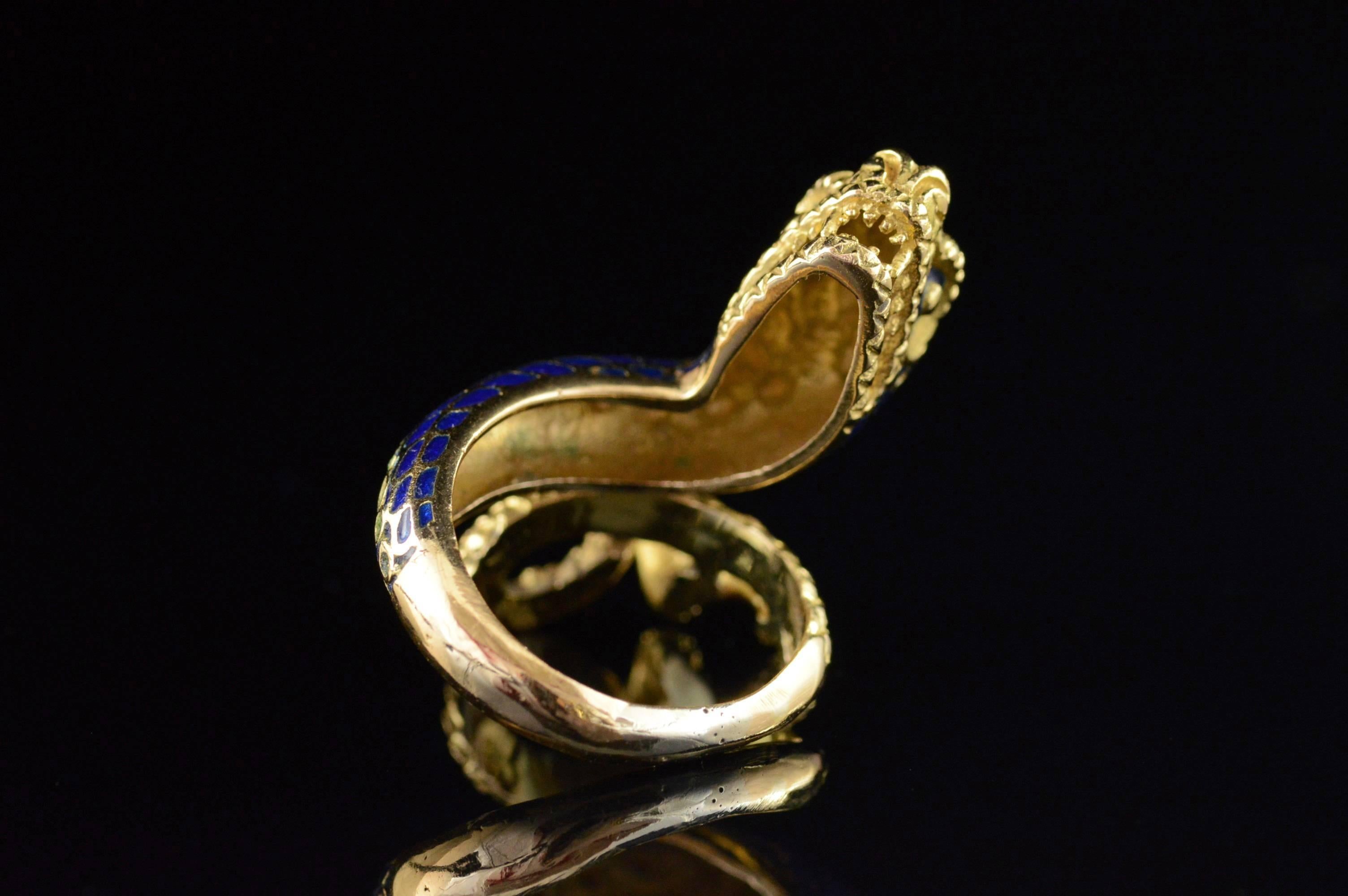 blue and gold snake