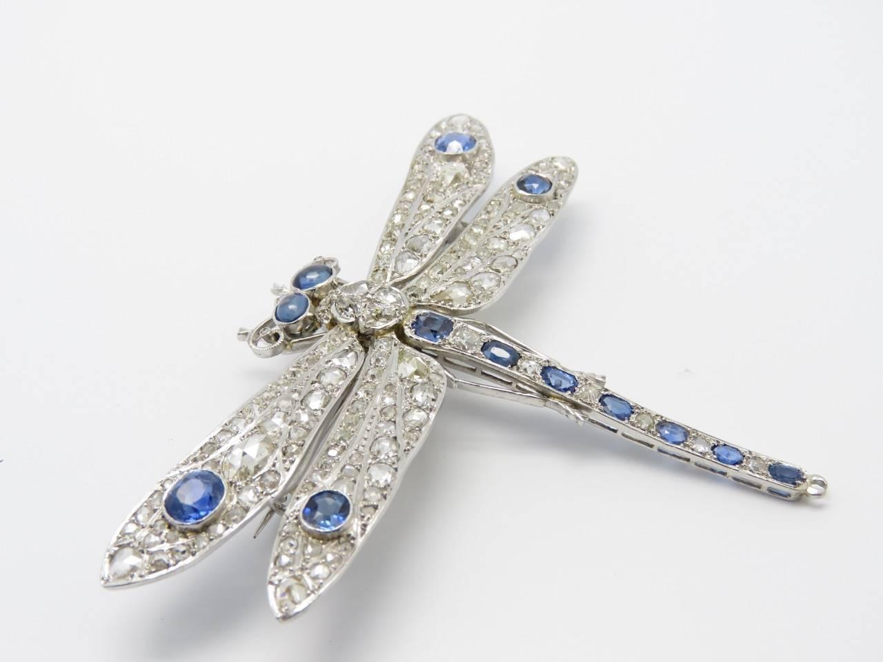 sapphire dragonfly