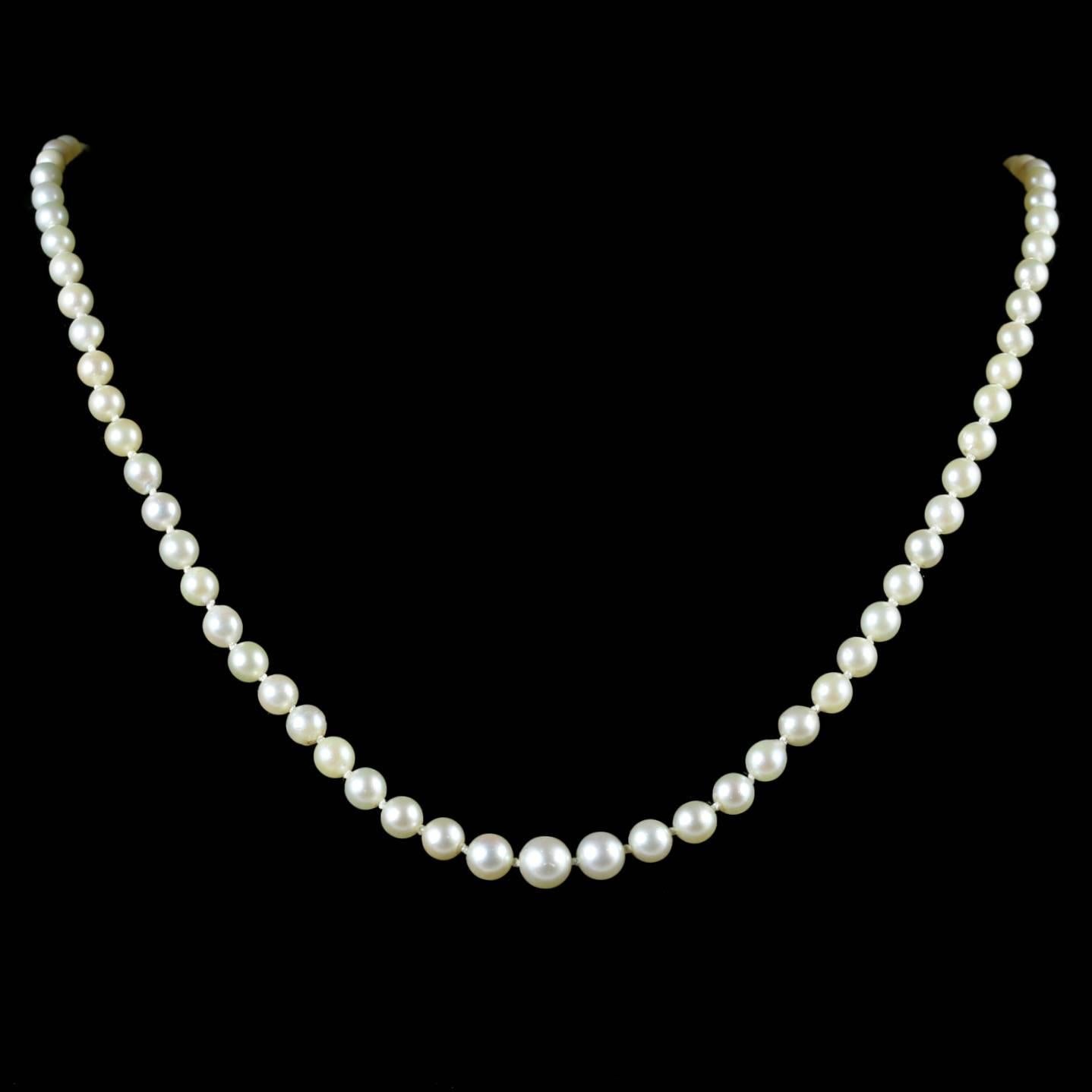 This fabulous boxed 18ct White Gold Edwardian Pearl necklace is Circa 1910.

This really is a beautiful Pearl necklace, complete with a cabochon Sapphire clasp which is surrounded by rose cut Diamonds. 

Not often do you find Pearl necklaces still