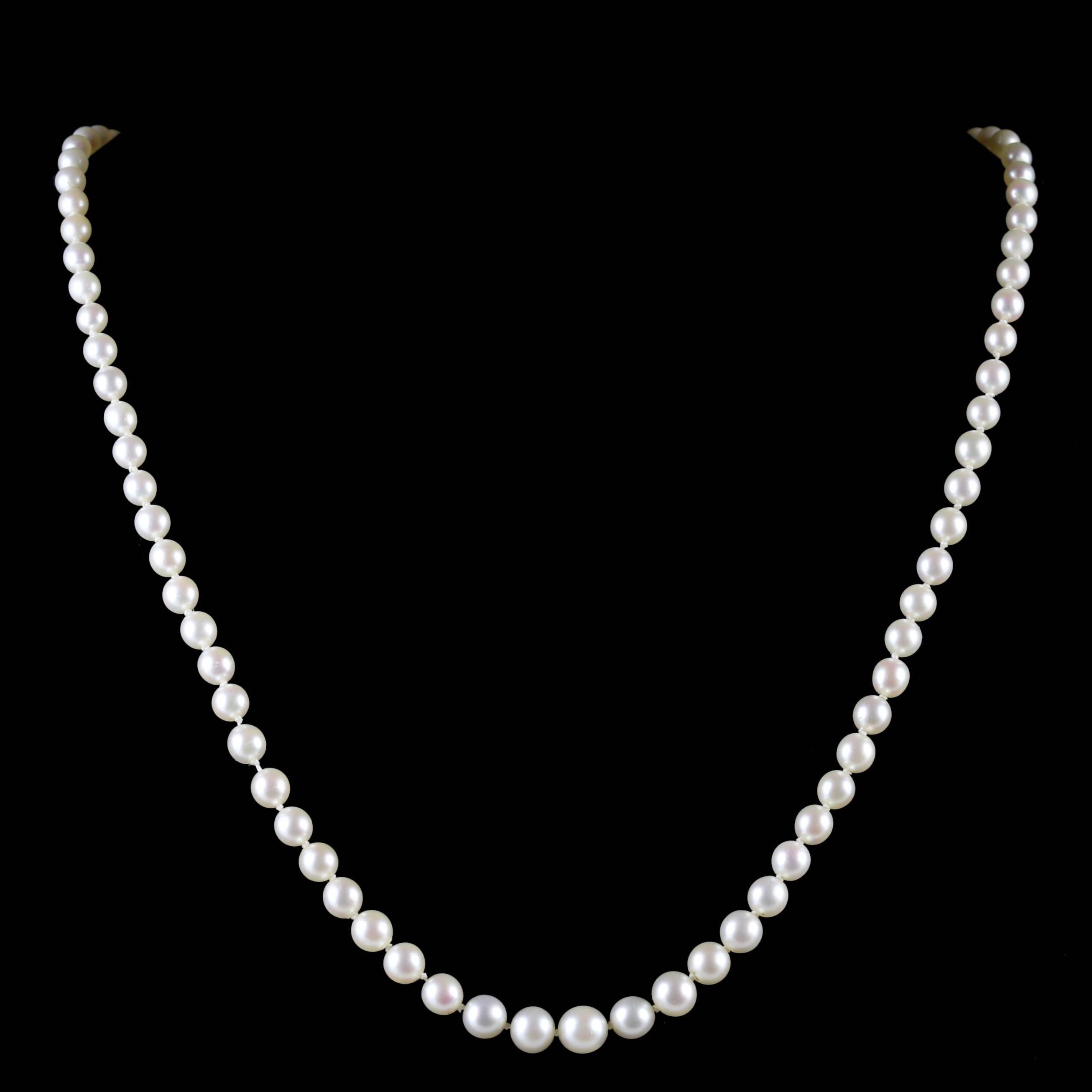 To read more please click continue reading below-

This beautiful antique Pearl necklace is a genuine Victorian piece Circa 1900. 

The necklace is adorned with lovely cultured Pearls displaying beautiful Victorian workmanship all round. 

Pearls