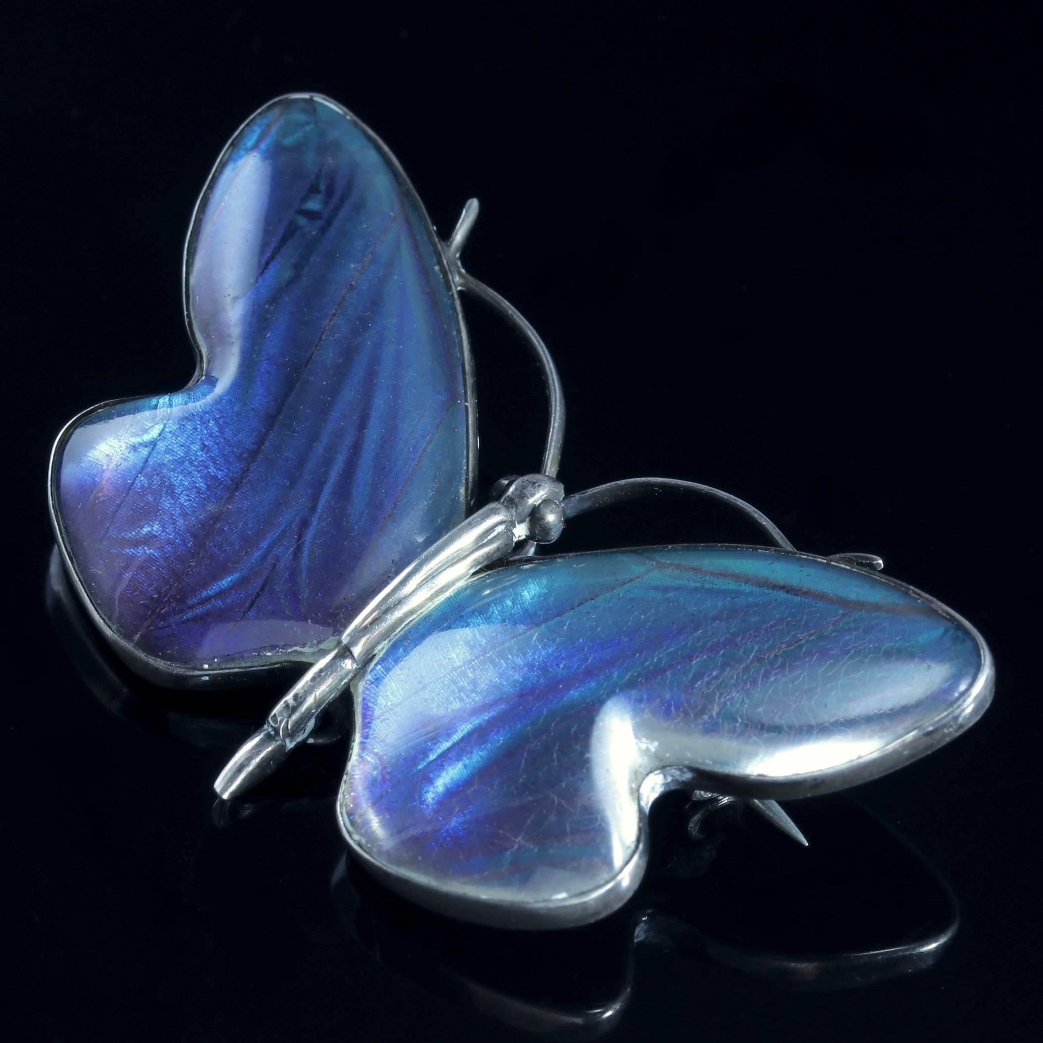 To read more please click continue reading below-

This fabulous antique Victorian Sterling Silver Blue Butterfly winged brooch is Circa 1900. 

Butterfly or insect jewellery is highly collectable and was a symbol of good luck to the wearer during