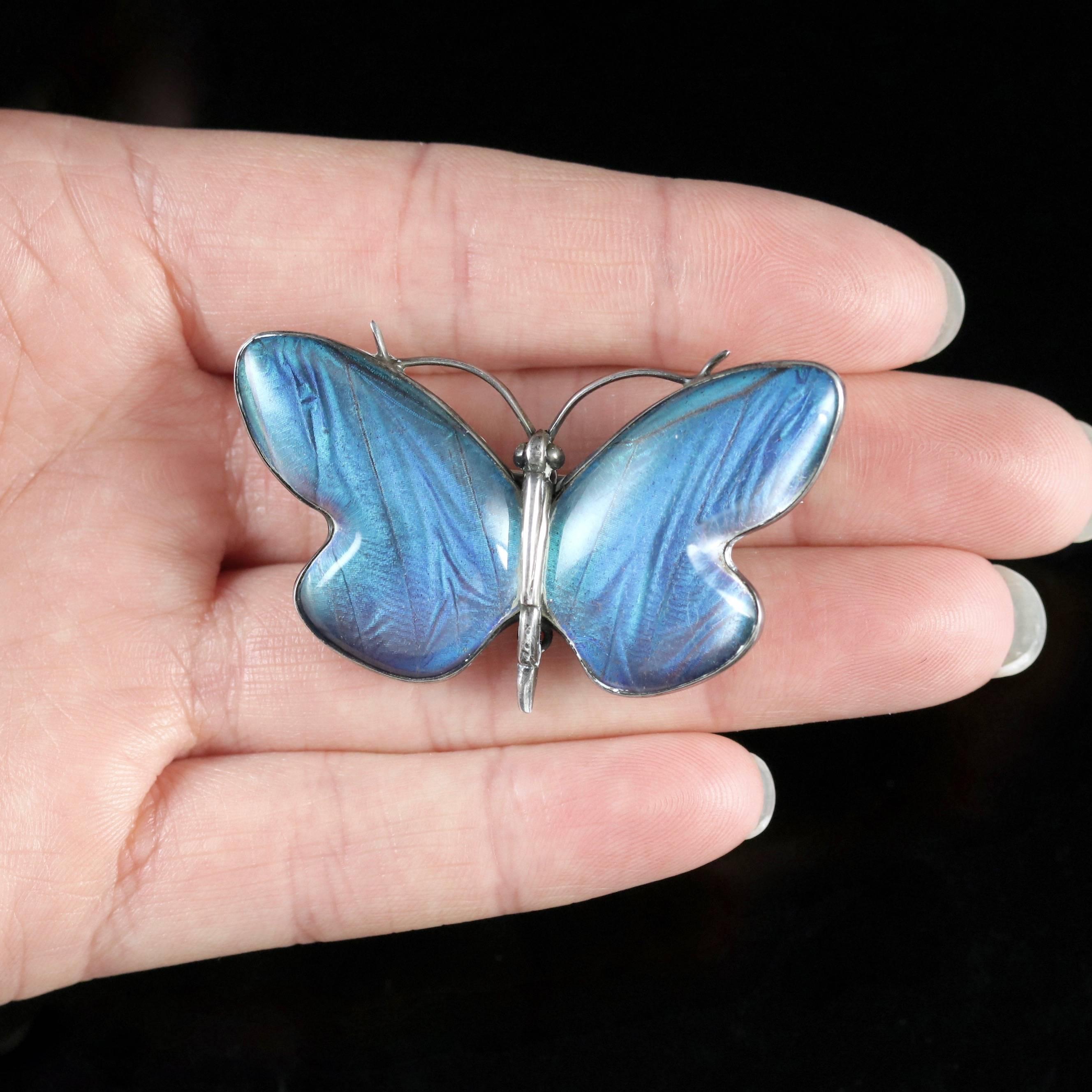 Antique Victorian Butterfly Winged Silver Butterfly Brooch, circa 1900 4