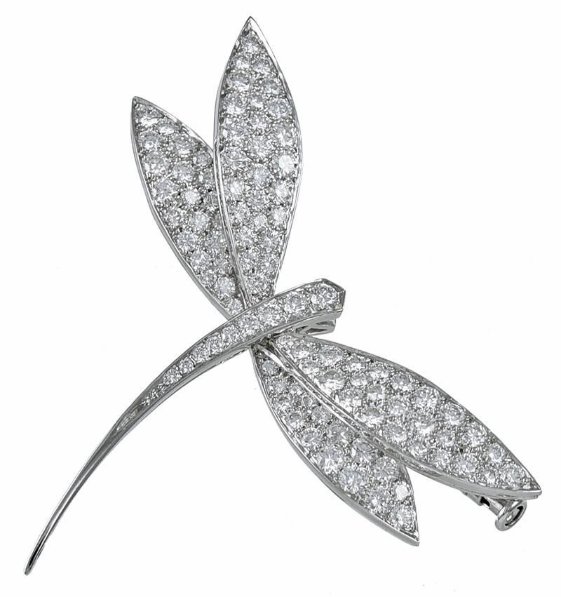 dragonfly clips