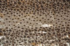 Bronze & Gold Lame "Leopard" Scarf with Fringe